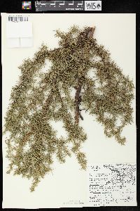 Juniperus communis var. depressa image