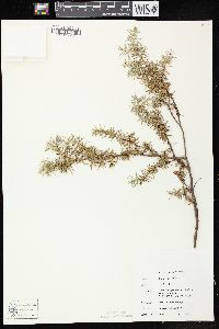 Juniperus communis var. depressa image