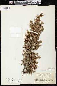 Juniperus communis var. depressa image