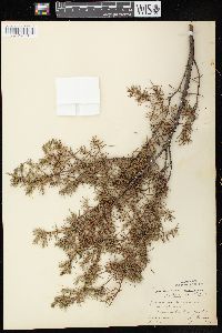 Juniperus communis var. depressa image