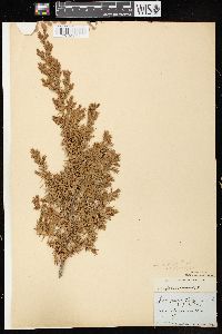 Juniperus communis var. depressa image