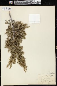 Juniperus communis var. depressa image