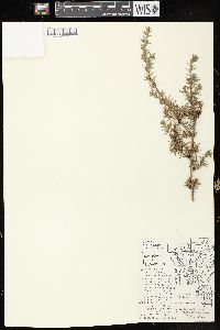 Juniperus communis var. depressa image