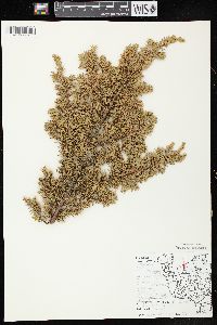 Juniperus communis var. depressa image