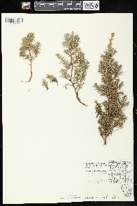 Juniperus communis var. depressa image