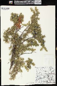 Juniperus communis var. depressa image