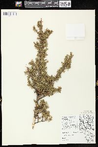 Juniperus communis var. depressa image