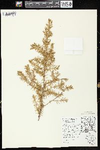 Juniperus communis var. depressa image