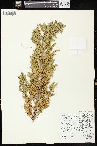 Juniperus communis var. depressa image