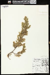 Juniperus communis var. depressa image