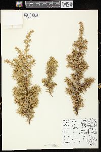 Juniperus communis var. depressa image