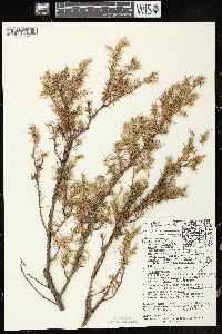 Juniperus communis var. depressa image