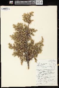 Juniperus communis var. depressa image