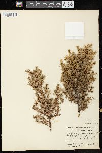 Juniperus communis var. depressa image