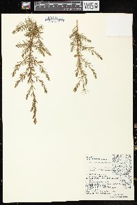 Juniperus communis var. depressa image