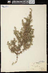 Juniperus communis var. depressa image