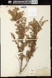 Juniperus communis var. depressa image