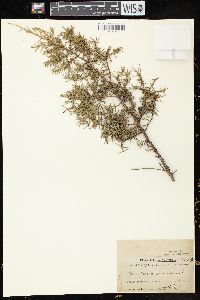 Juniperus communis var. depressa image