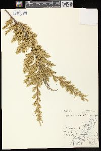 Juniperus horizontalis image