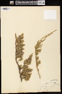 Juniperus horizontalis image