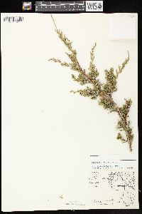 Juniperus virginiana var. virginiana image