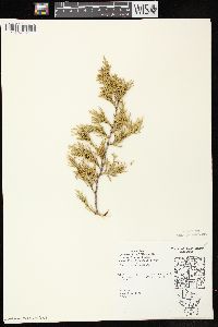 Juniperus virginiana var. virginiana image