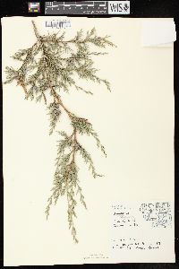 Juniperus virginiana var. virginiana image