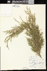 Juniperus virginiana var. virginiana image