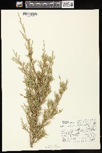 Juniperus virginiana var. virginiana image