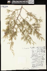 Juniperus virginiana var. virginiana image