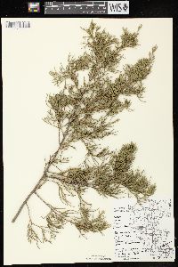 Juniperus virginiana var. virginiana image