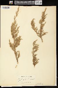 Juniperus virginiana var. virginiana image