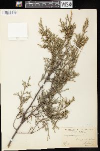 Juniperus virginiana var. virginiana image