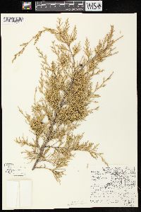 Juniperus virginiana var. virginiana image