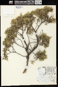 Juniperus virginiana var. virginiana image