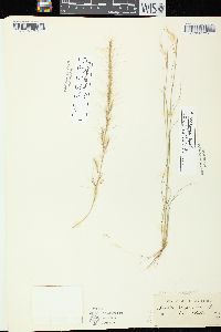 Aristida basiramea image