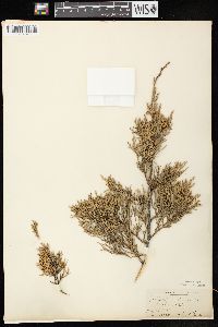 Juniperus virginiana var. virginiana image