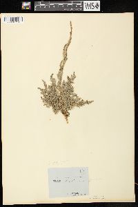 Juniperus virginiana var. virginiana image