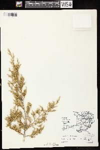 Juniperus virginiana var. virginiana image