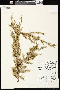 Juniperus virginiana var. virginiana image