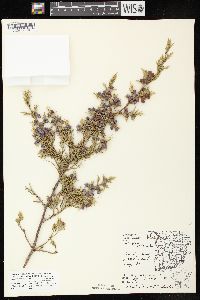 Juniperus virginiana var. virginiana image