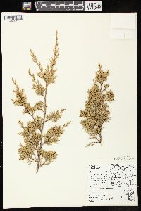 Juniperus virginiana var. virginiana image