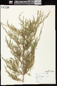 Juniperus virginiana var. virginiana image