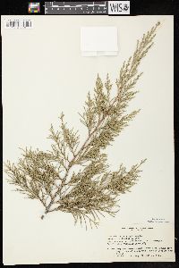 Juniperus virginiana var. virginiana image