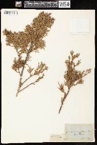 Juniperus virginiana var. virginiana image