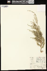 Juniperus virginiana var. virginiana image