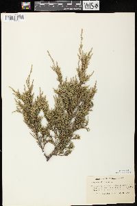 Juniperus virginiana var. virginiana image