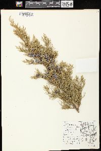 Juniperus virginiana var. virginiana image