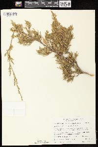 Juniperus virginiana var. virginiana image