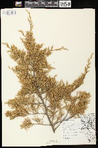 Juniperus virginiana var. virginiana image